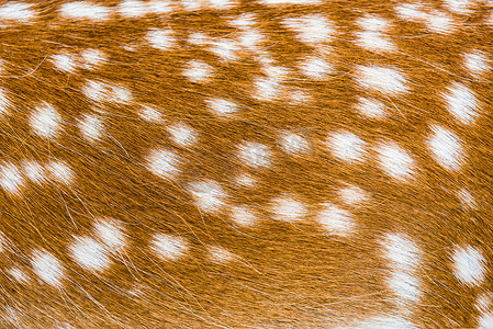动物纹理摄影照片_鹿动物皮肤纹理为您的背景和图案