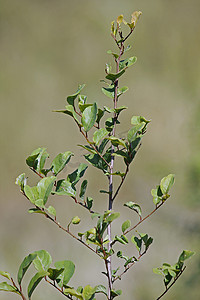 指甲花，Lawsonia 手无寸铁