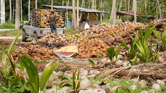 泰国苏梅岛 — 2019 年 7 月 1 日：亚洲泰国男子在椰子种植园分拣坚果，准备用于油和纸浆生产。