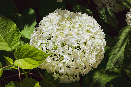 一株灿烂的白色八仙花属植物的特写镜头有它的特征花的。