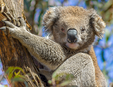 澳币摄影照片_树上的考拉，澳大利亚雷蒙德岛