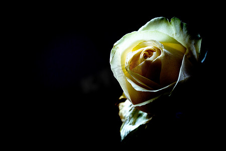 在黑暗的背景的黄色玫瑰花蕾