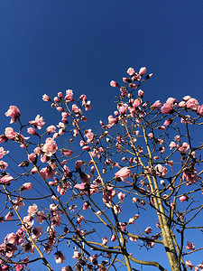 粉色玉兰树