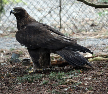 野生动物园摄影照片_“金鹰。照片拍摄于华盛顿州西北迷航野生动物园。”