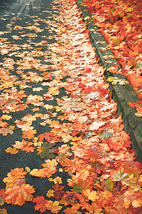 封面清新摄影照片_10月寒冷清新的秋日，一条柏油街的人行道上覆盖着许多色彩缤纷的季节性装饰性秋叶，阳光下