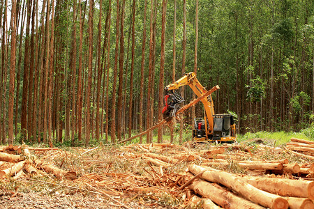 巴伊亚南部桉树采伐