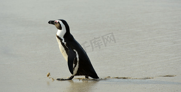 企鹅家庭摄影照片_行走的非洲企鹅