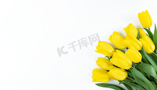 黄色郁金香花束在白色背景的与拷贝空间。