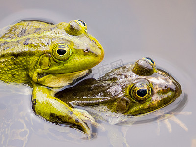 两只交配的绿色青蛙