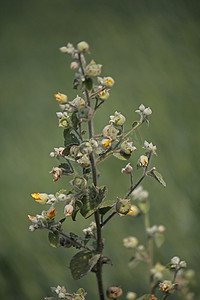 衣衫褴褛的锦葵，Abutilon pannosus