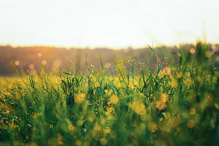 清晨阳光下草甸草地与水滴的特写