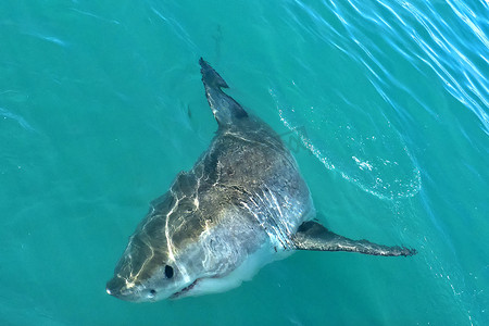 大白鲨，干斯拜，西开普省，南非