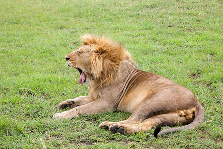 大狮子躺在有草的草地上打哈欠