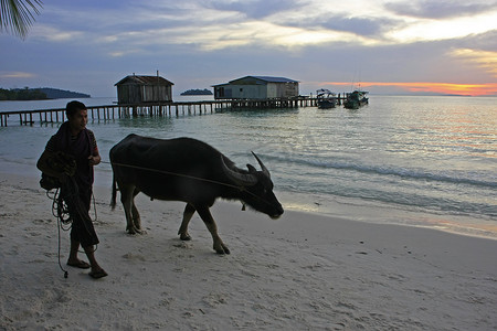 “日出时当地人和水牛的剪影，Koh Rong i”