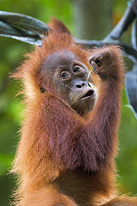 婆罗洲猩猩