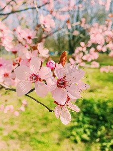 美极简摄影照片_苹果树开花，春天开花