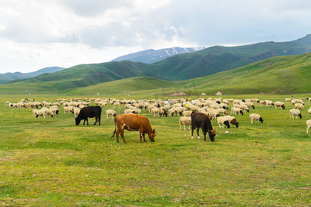 羊在草地上的照片。