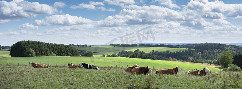 奶牛躺在草地上，背景是德国埃菲尔的乡村景观