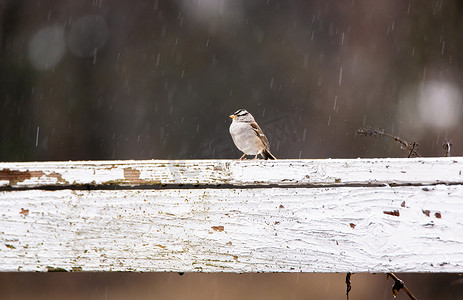 白冠麻雀，Zonotrichia leucophrys，在暴雨中的篱笆上