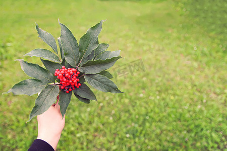 小脸通红摄影照片_Sambucus racemosa、普通红接骨木、花园树枝上的红接骨木浆果。