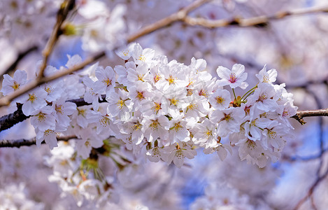 开花的苹果树的分支有许多花的在蓝天