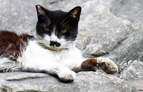 一只猫坐在石头上