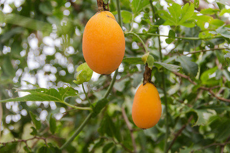 野生植物上西番莲或百香果的成熟橙色果实