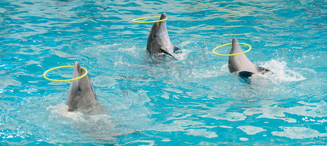 旋转木马手账边框摄影照片_海豚在游泳池里旋转铁环，海豚在水族馆的蓝水中展示。