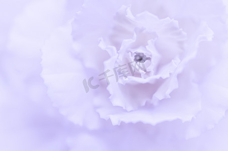 康乃馨摄影照片_抽象花卉背景，淡紫色康乃馨花。