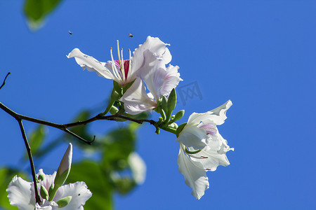 白色的花朵摄影照片_紫荆花，开淡粉色或白色的花朵。