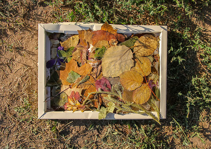 干燥的秋季秋季树叶用于植物标本室页面。