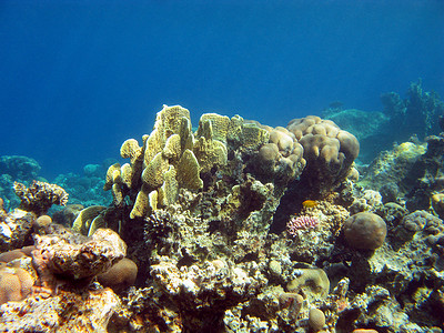 与黄色火珊瑚的珊瑚礁在热带海底部在蓝色水背景