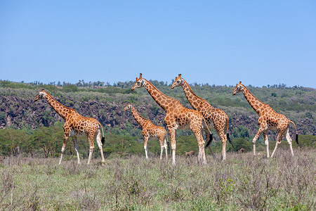 大草原上的长颈鹿群