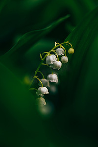 铃兰花在森林里