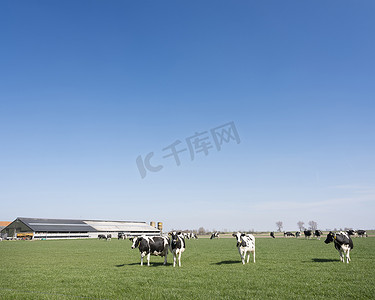 荷兰泽兰省农场附近绿色草地上的黑白斑点奶牛