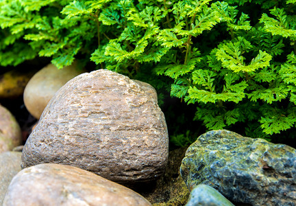 蕨类树叶摄影照片_新鲜卷柏涉及河岩上的蕨类植物
