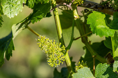 开花的酿酒葡萄与绿叶的特写镜头