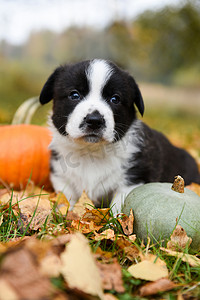 秋季背景中带南瓜的柯基小狗
