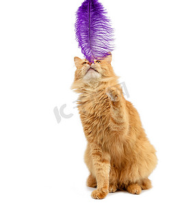 成年姜黄色蓬松猫在白色背景中玩着紫色羽毛