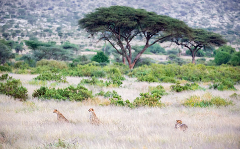 三只猎豹坐在草地上