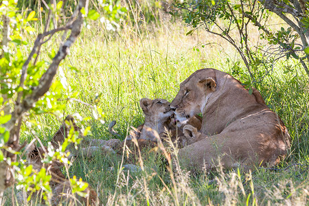 肯尼亚平原上的幼狮。