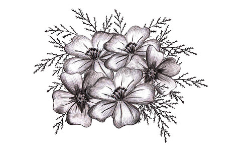 花卉黑白手绘摄影照片_黑白手绘花。