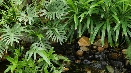 在阳光明媚的日子里，在迷人的花园里，各种绿色热带植物生长在小溪附近，有淡水。