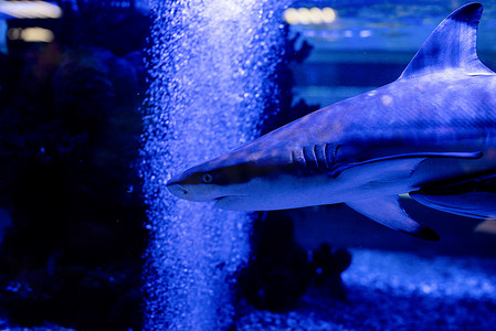 小鲨鱼在海洋水族馆水族馆游泳的水下图像