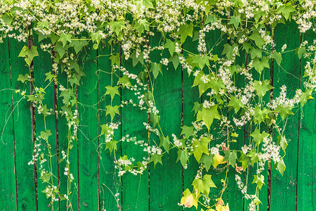 绿色木栅栏和植物