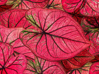 红色盆栽植物摄影照片_五颜六色的红色贝母叶自然或抽象背景由生动的粉红色心形叶灌木特写