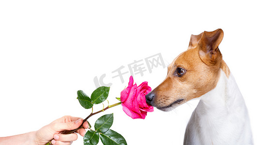 狗情人节玫瑰