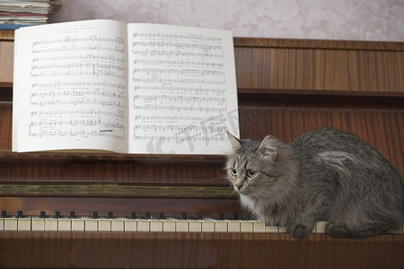 一架钢琴和一本音乐书，一只猫坐在钢琴键上