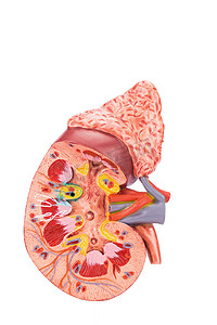 模型人体肾脏横截面内部