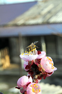 蜜蜂飞入花宏